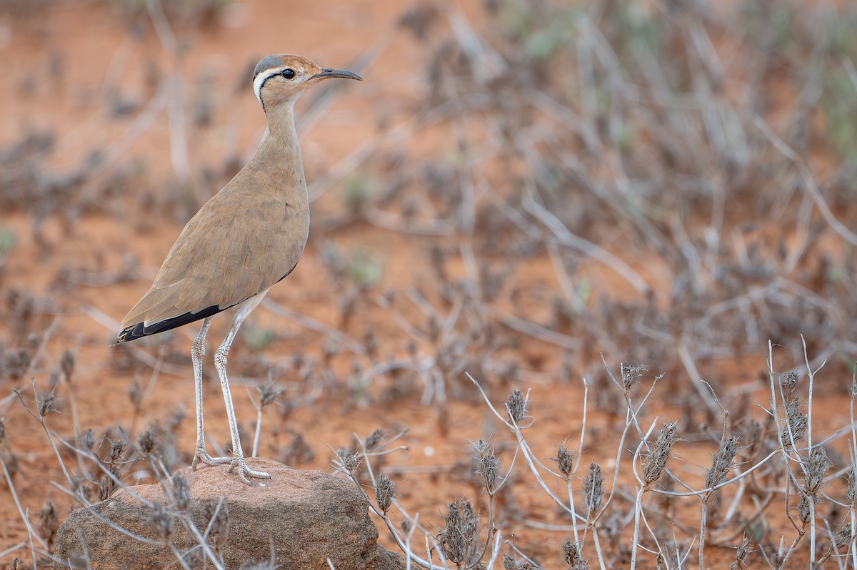 Somali Courser - ML644391176
