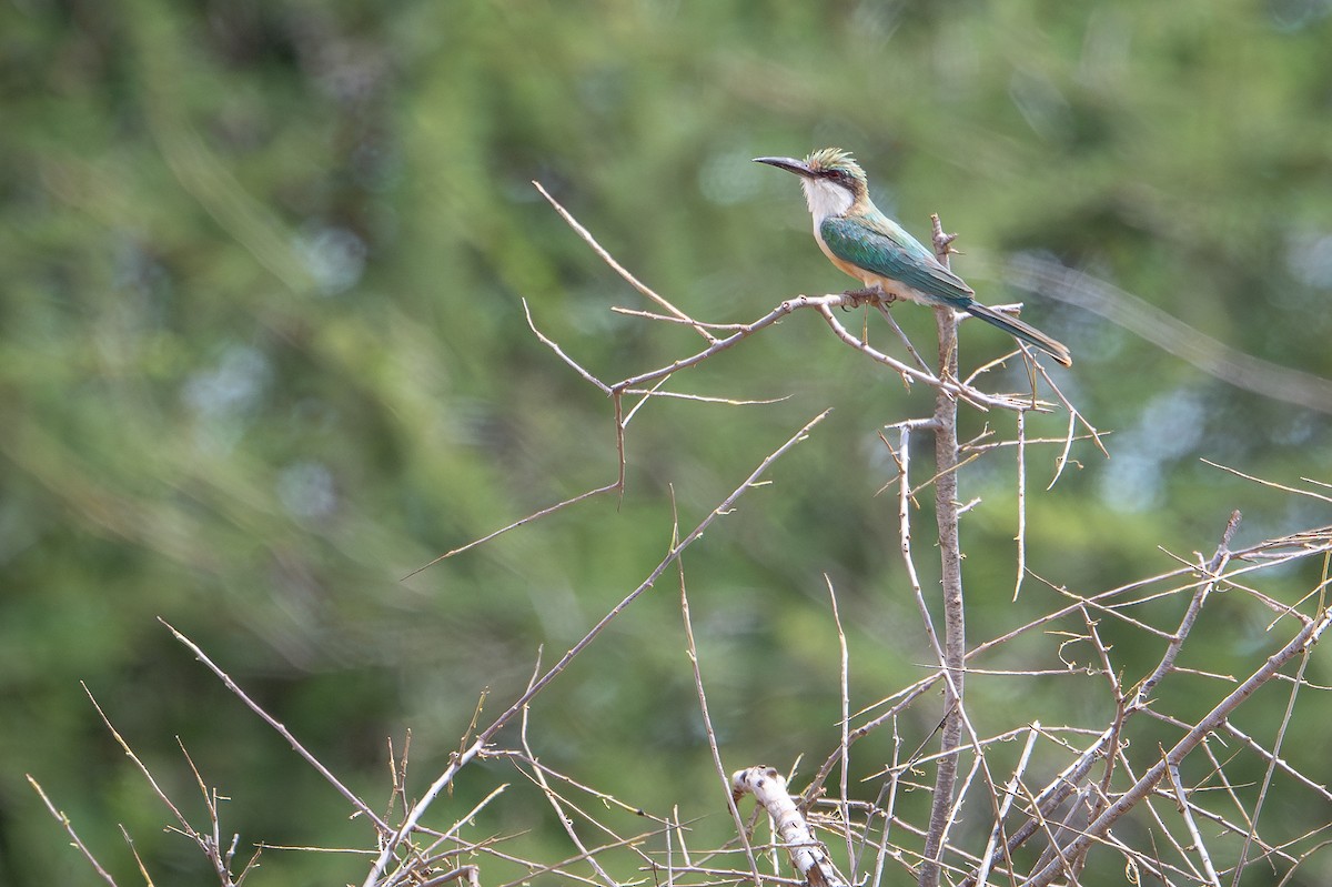 Somali Bee-eater - ML644391189
