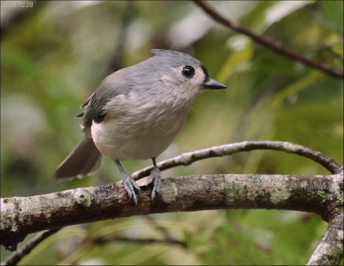 Tufted Titmouse - ML644391194