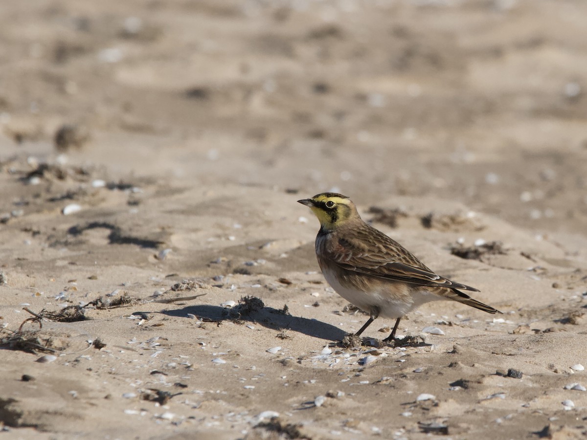 ハマヒバリ - ML644391209