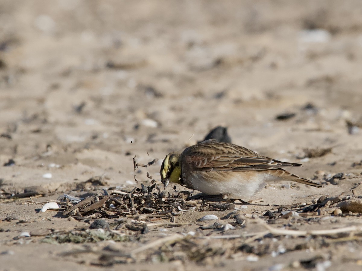 ハマヒバリ - ML644391217