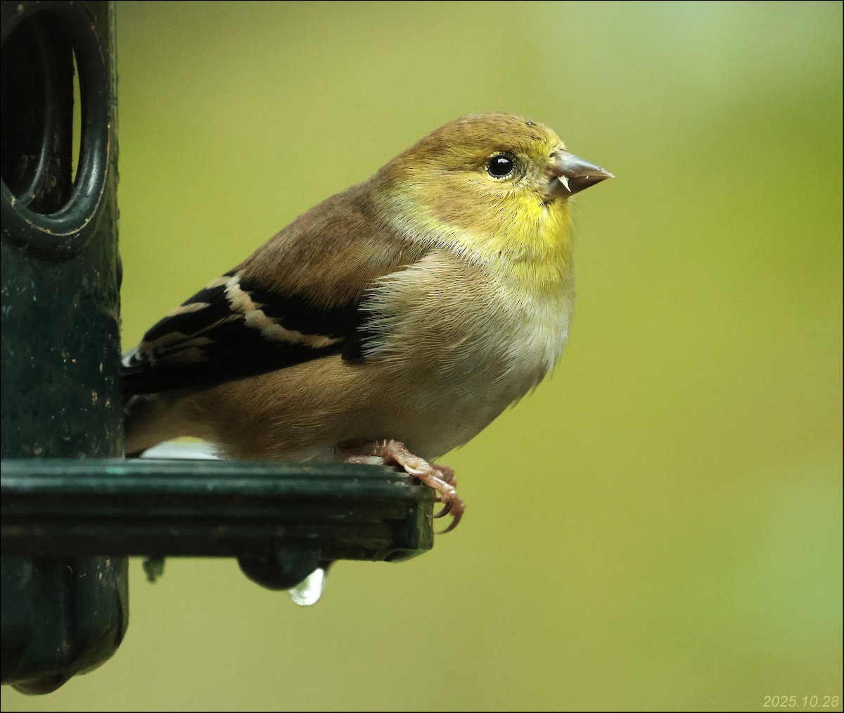 American Goldfinch - ML644391218
