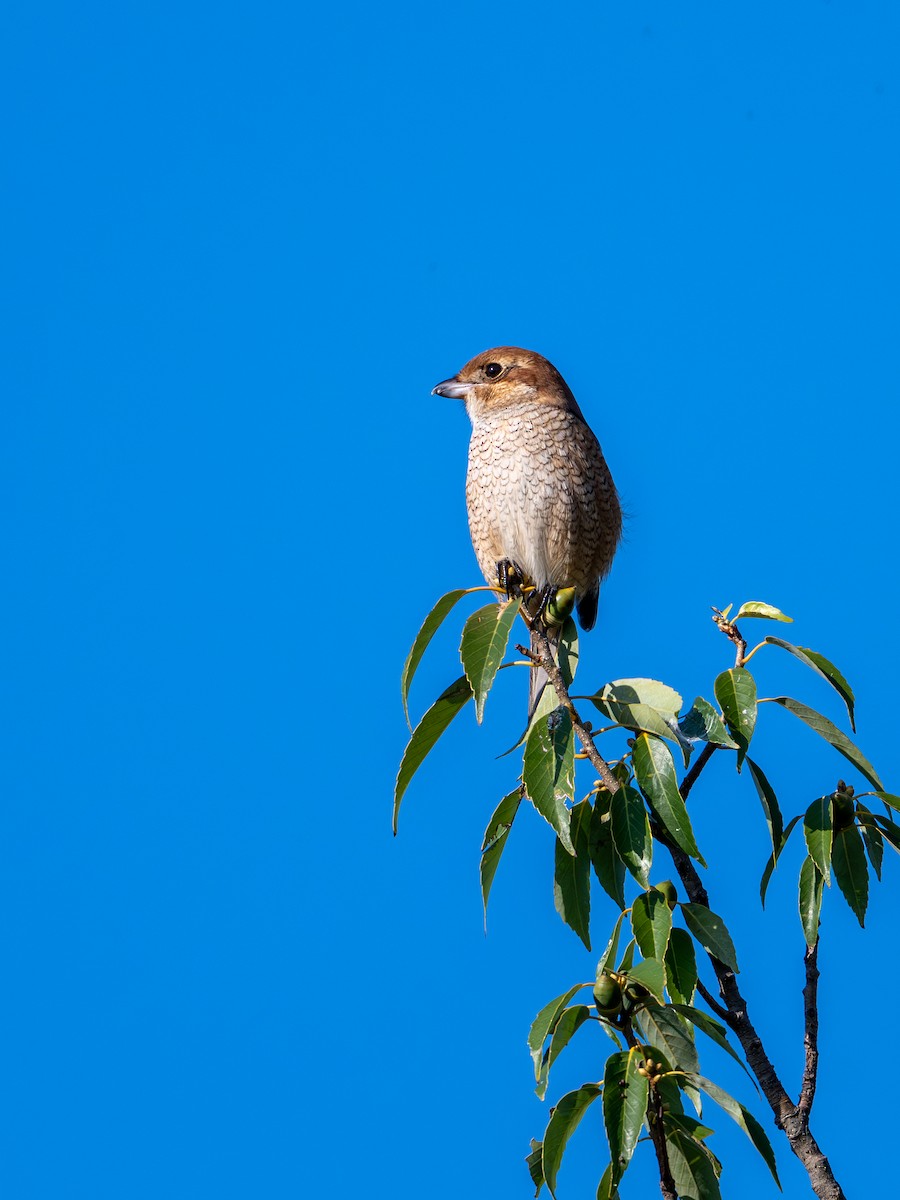 Bull-headed Shrike - ML644391219