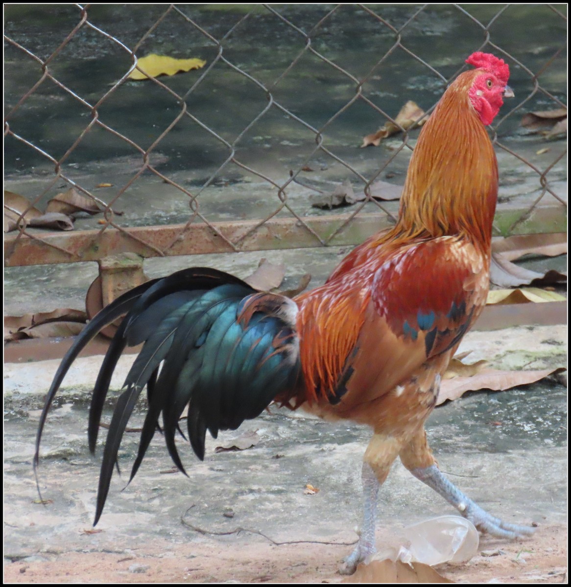 セキショクヤケイ（家畜） - ML644391221