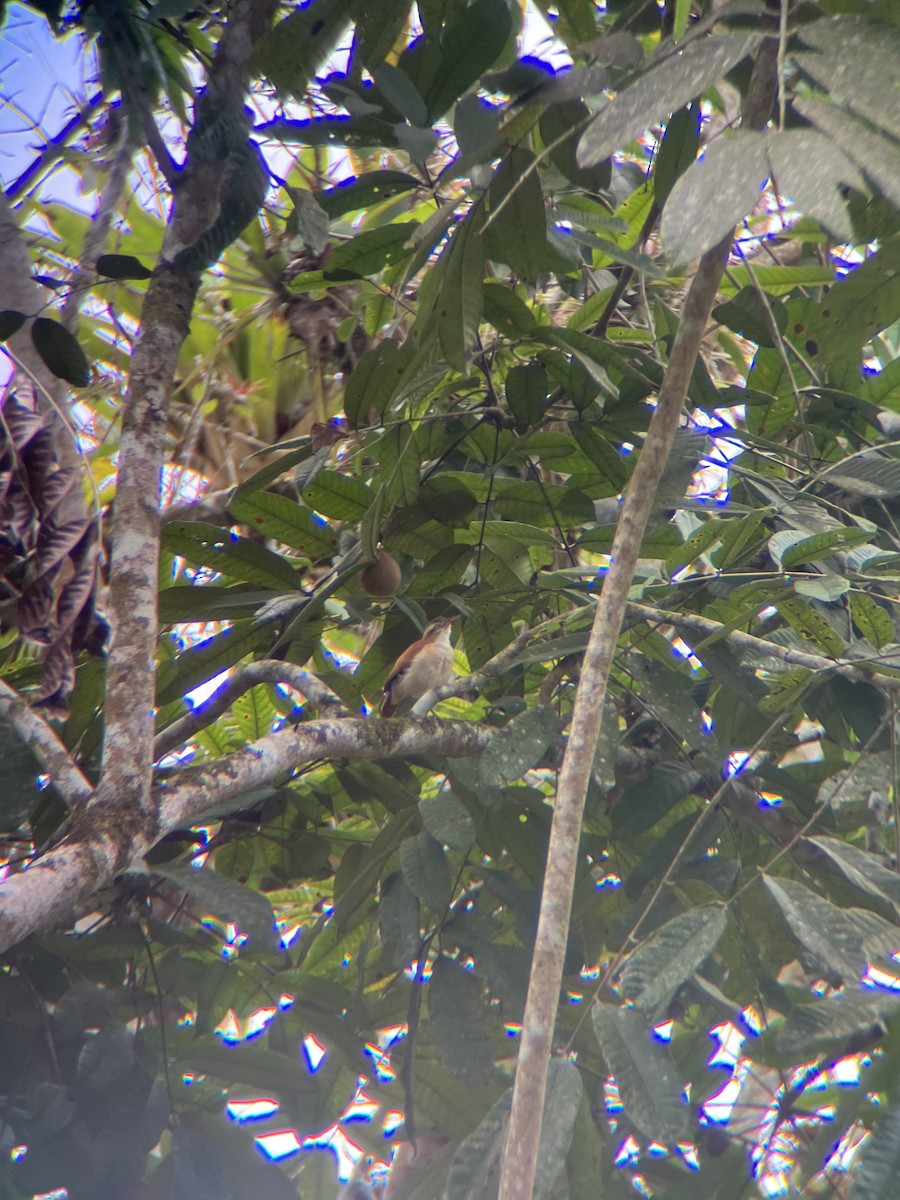 kanelryggovnfugl - ML644391222