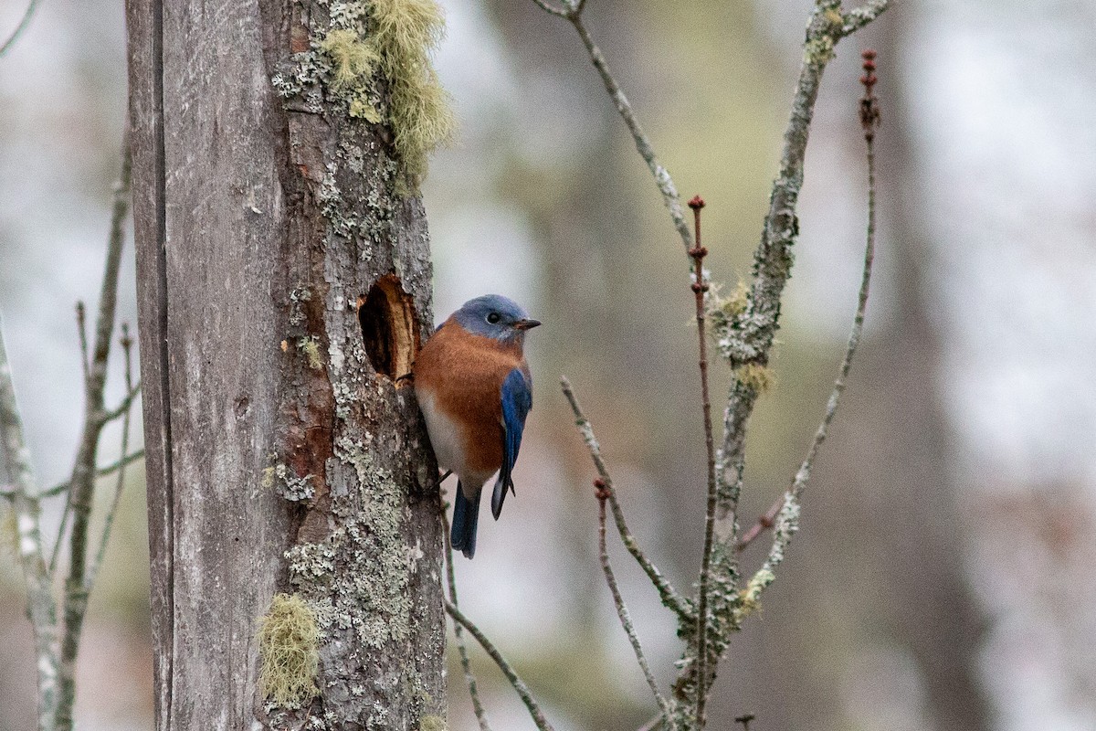Eastern Bluebird - ML644391231