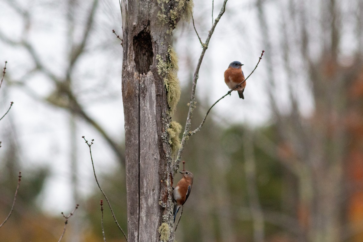 Eastern Bluebird - ML644391232