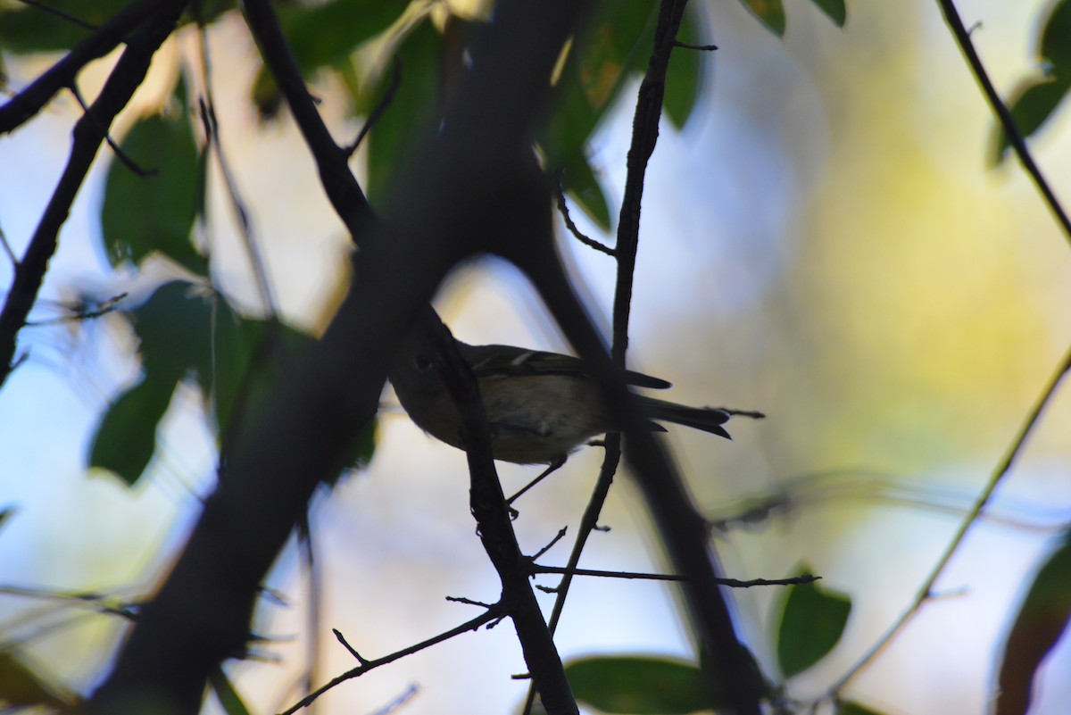 rubinfuglekonge - ML644391234