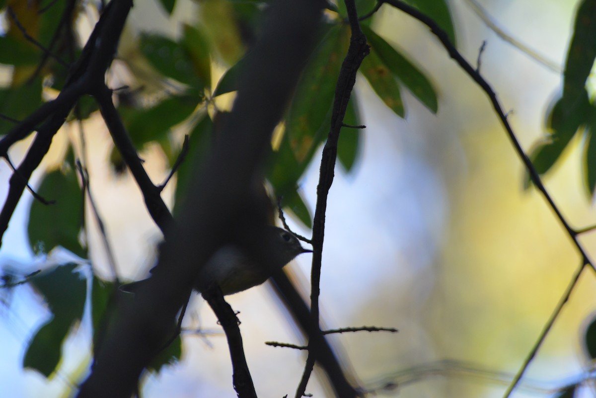 rubinfuglekonge - ML644391235