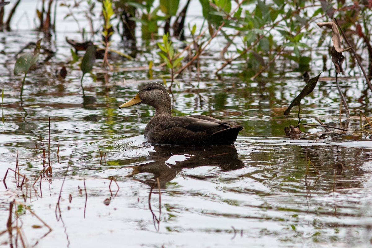 American Black Duck - ML644391238