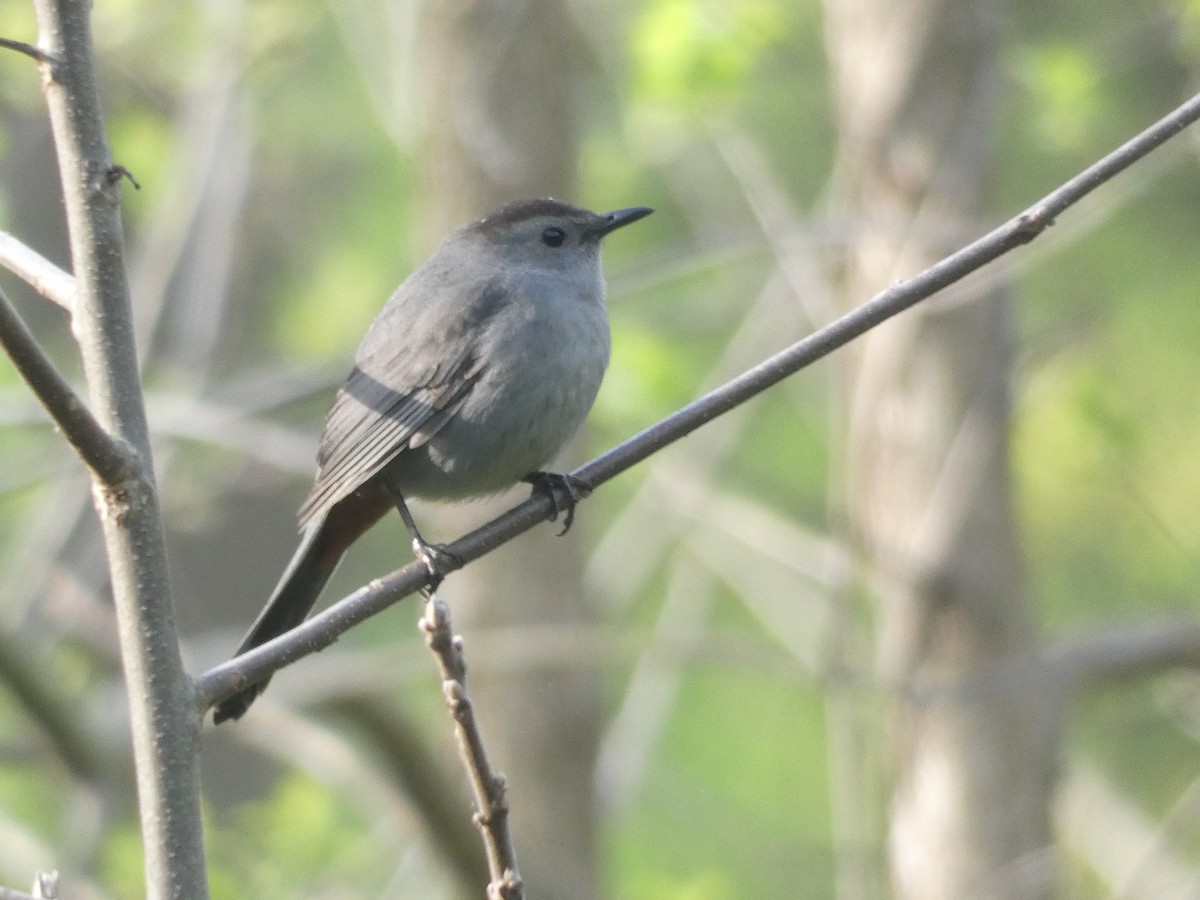 Moqueur chat - ML644391239