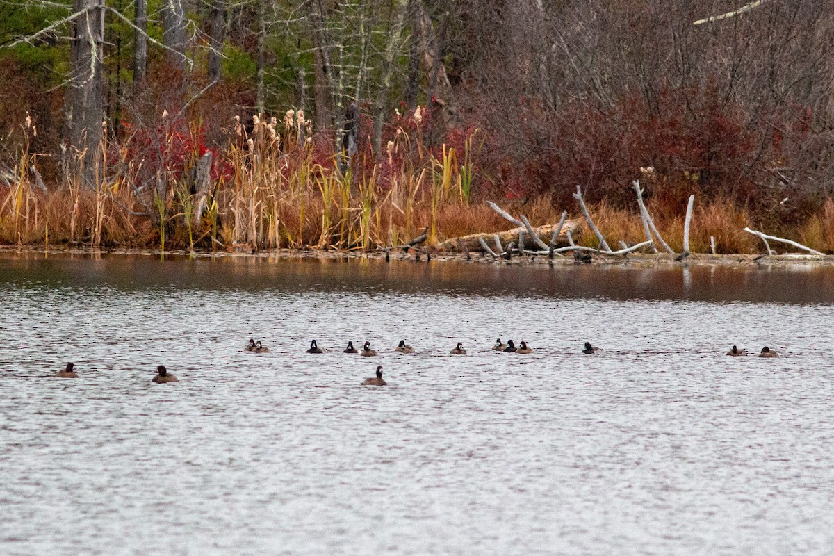 Greater Scaup - ML644391242