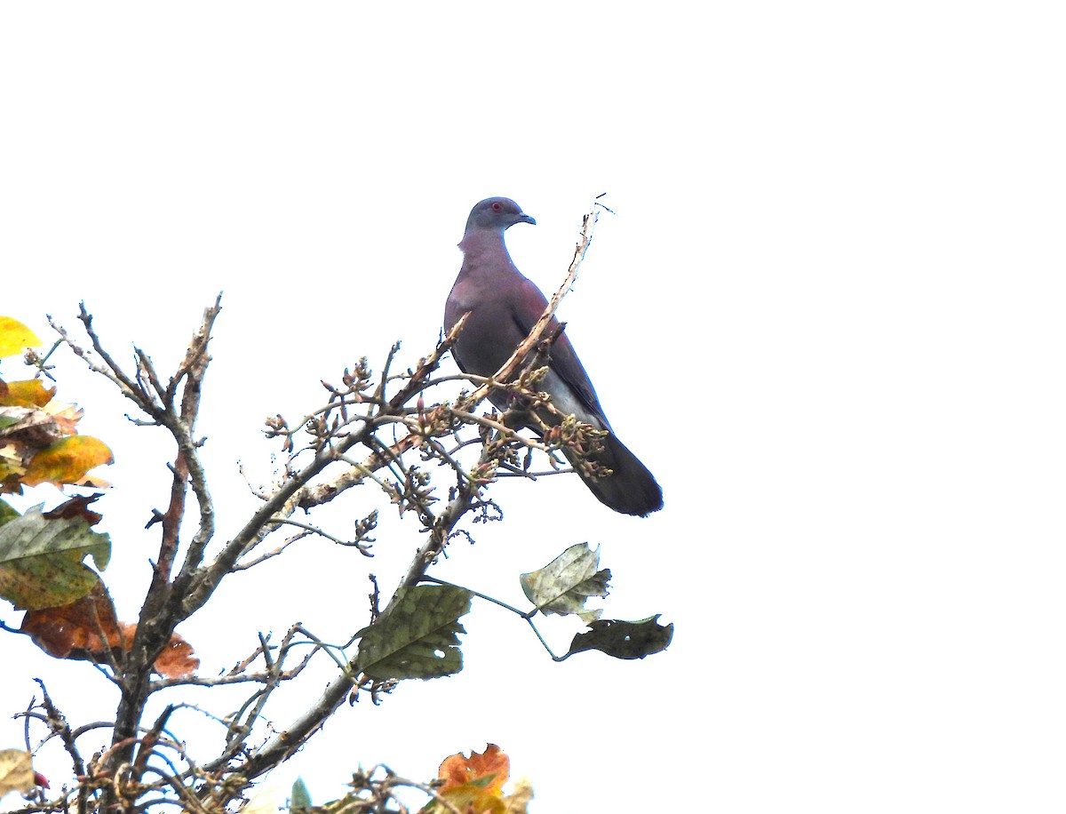 Pale-vented Pigeon - ML644391244