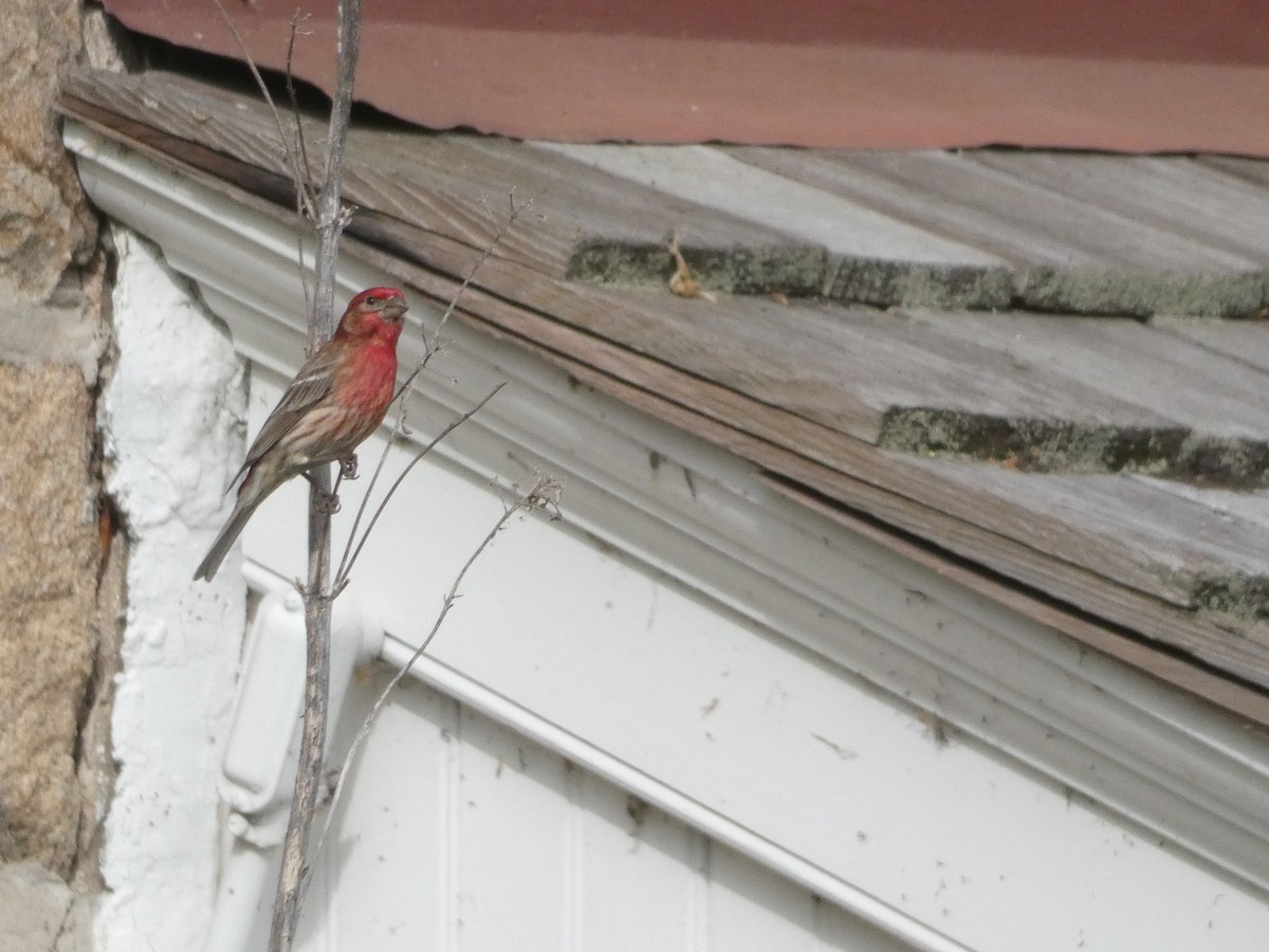 Чечевиця садова - ML644391246