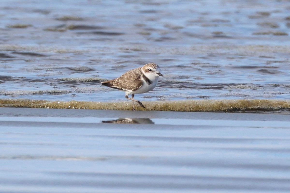 Snowy Plover - ML644391247