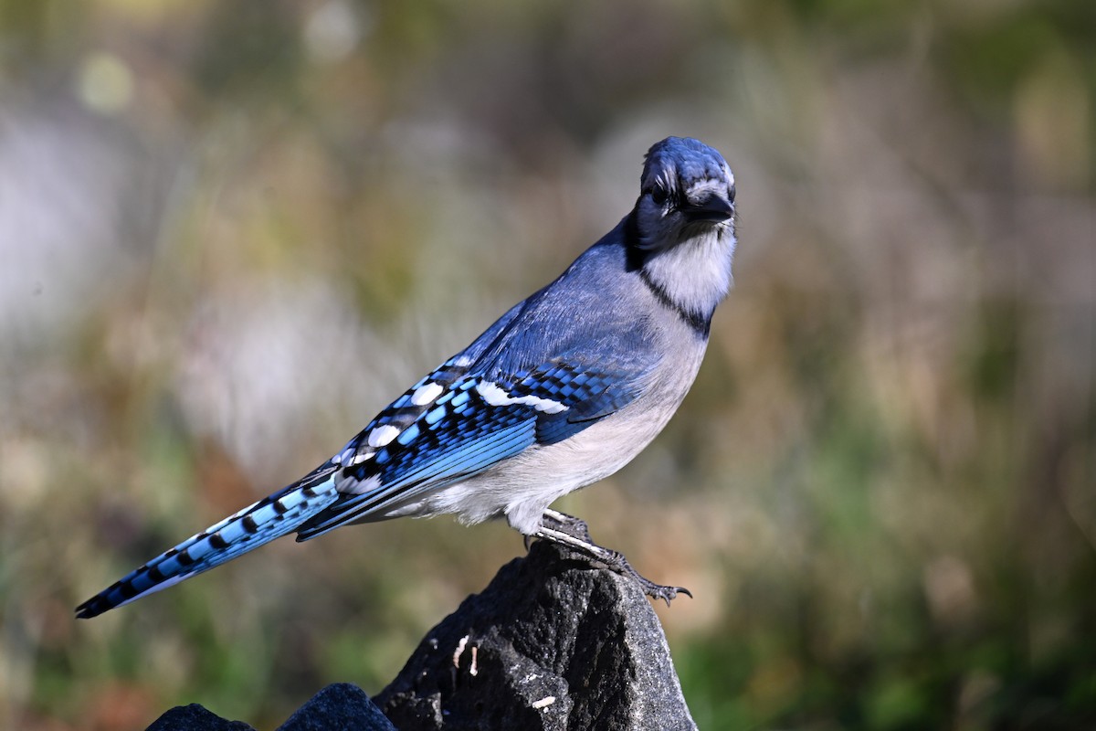 Blue Jay - ML644391263