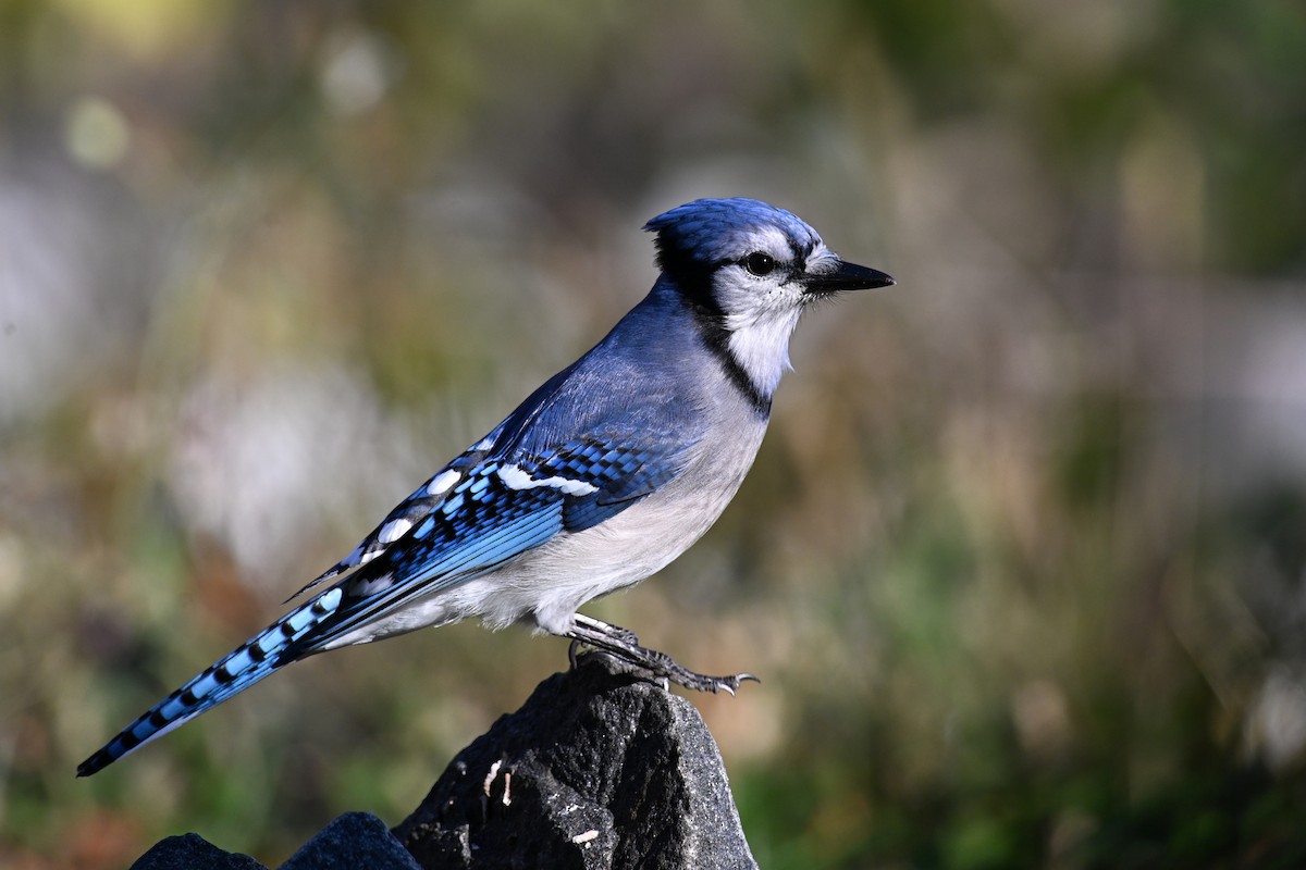 Blue Jay - ML644391264