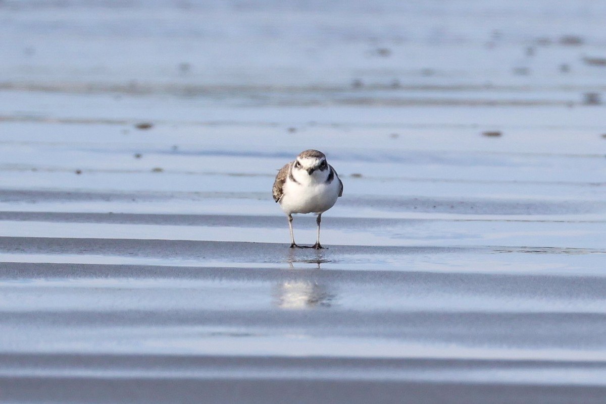 Snowy Plover - ML644391274