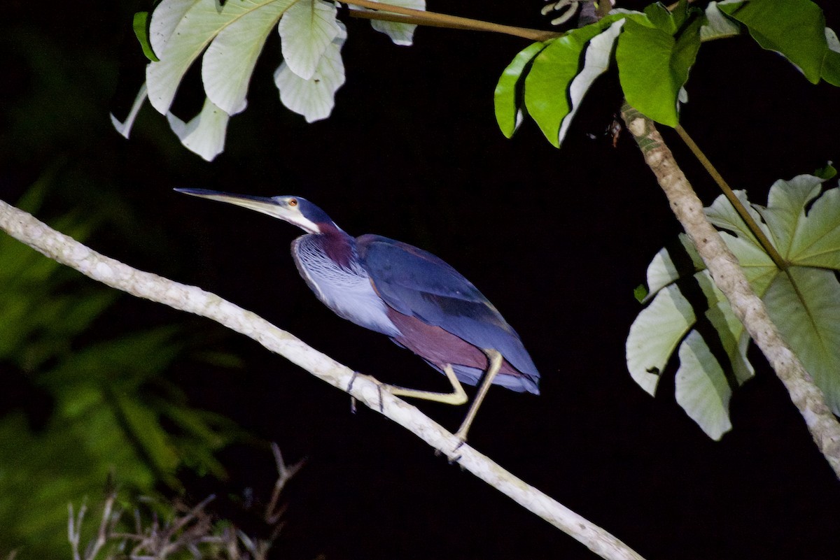 Agami Heron - ML644391277