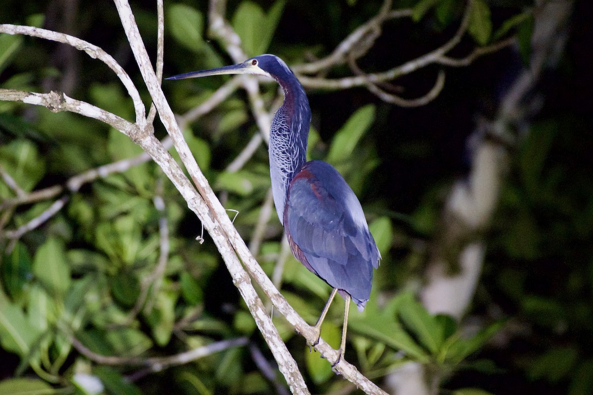 Agami Heron - ML644391278