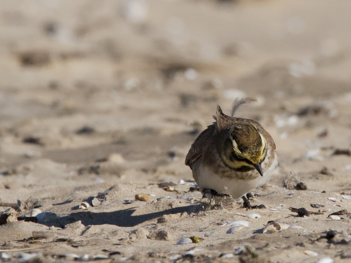 ハマヒバリ - ML644391284