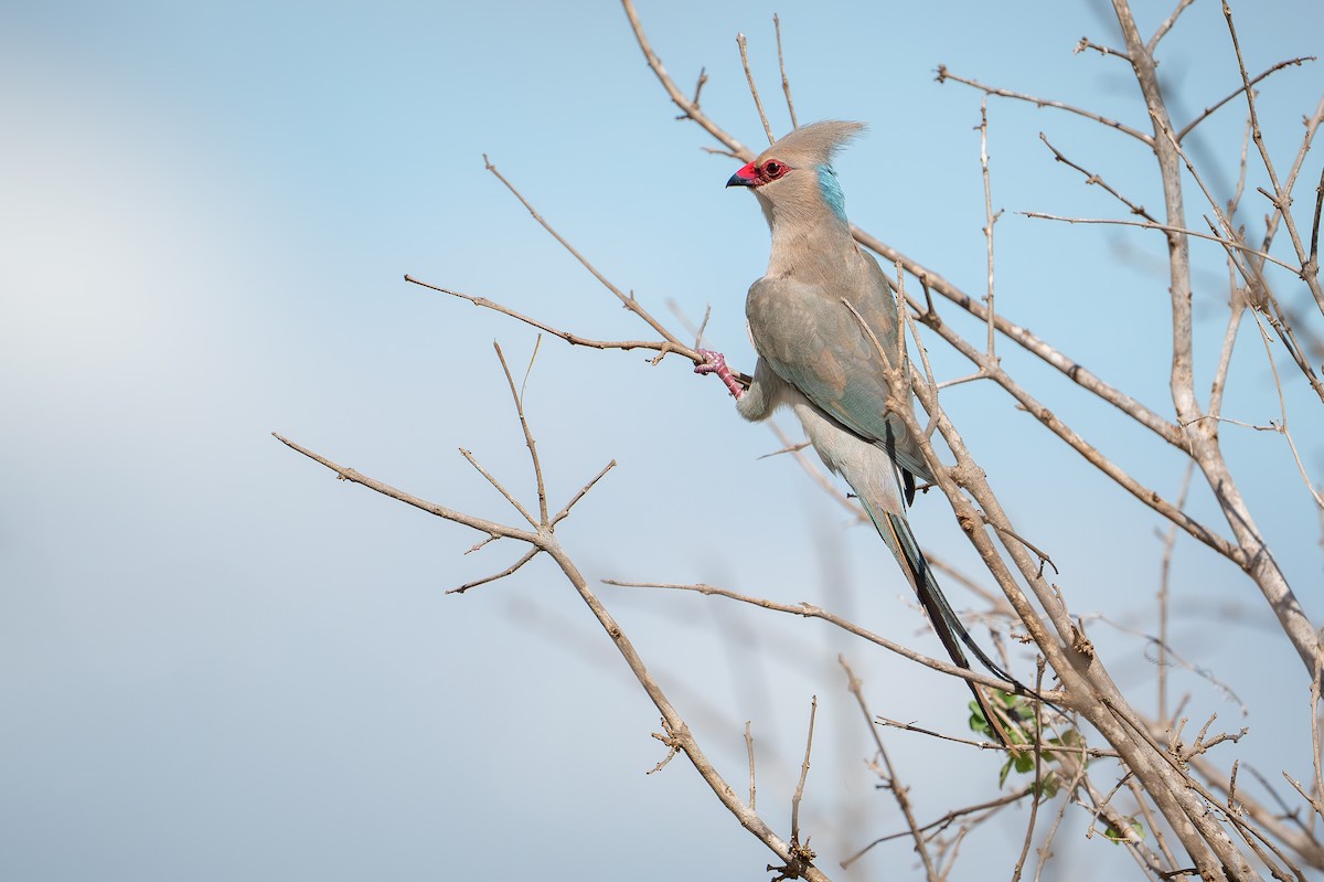 Паяро синьошиїй - ML644391287