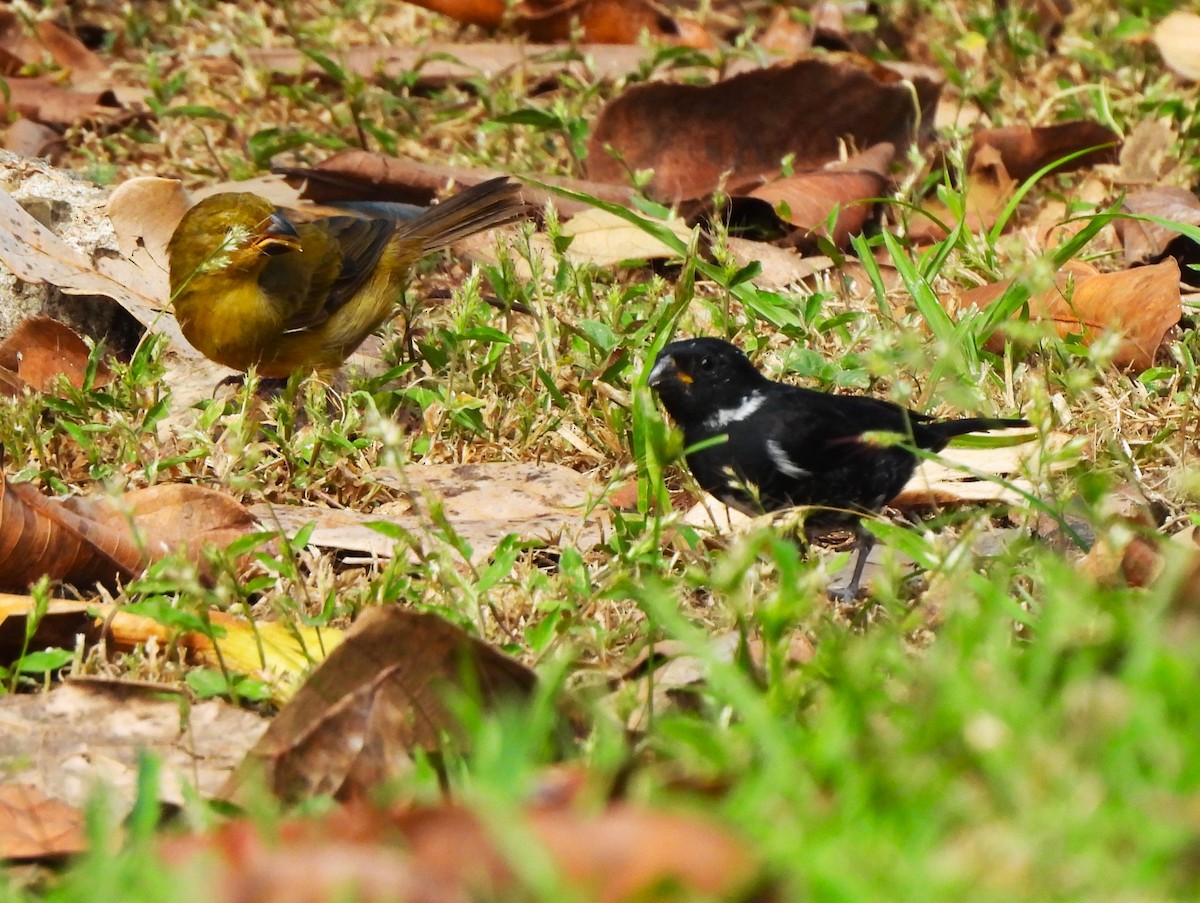 Variable Seedeater - ML644391288