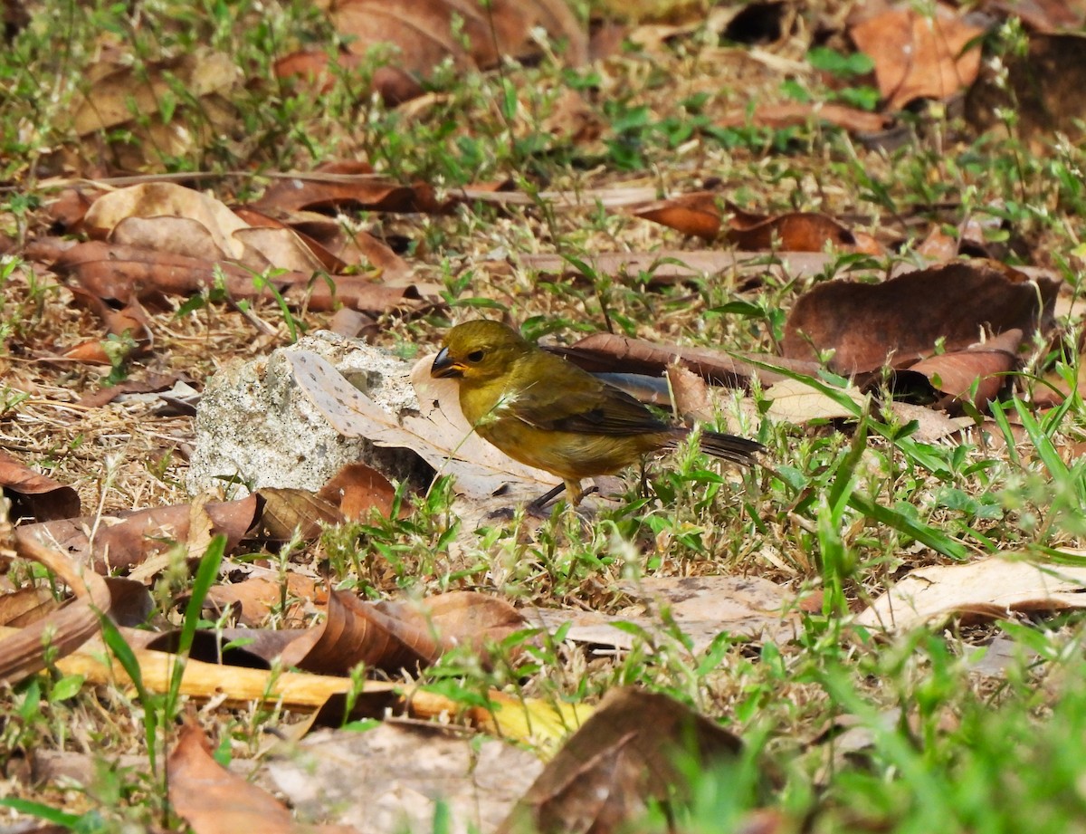 Variable Seedeater - ML644391289
