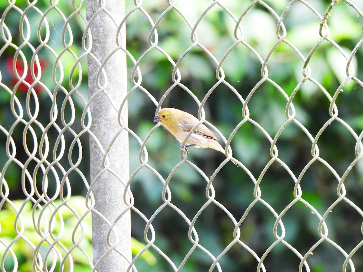 Variable Seedeater - ML644391290