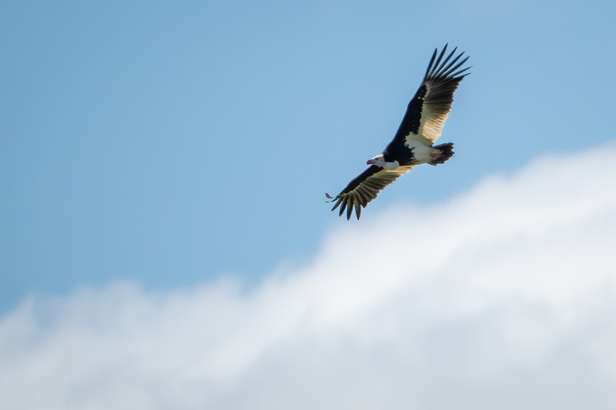 Гриф білоголовий - ML644391291