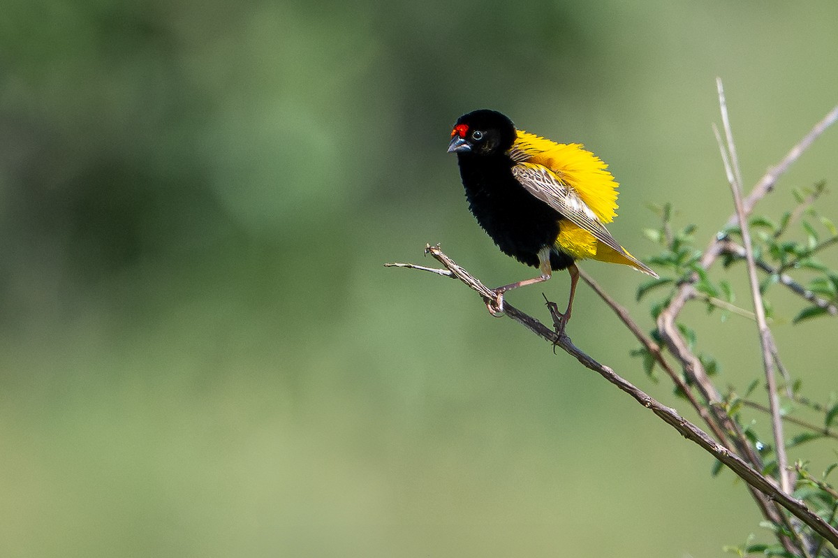 Вайдаг діадемовий - ML644391293