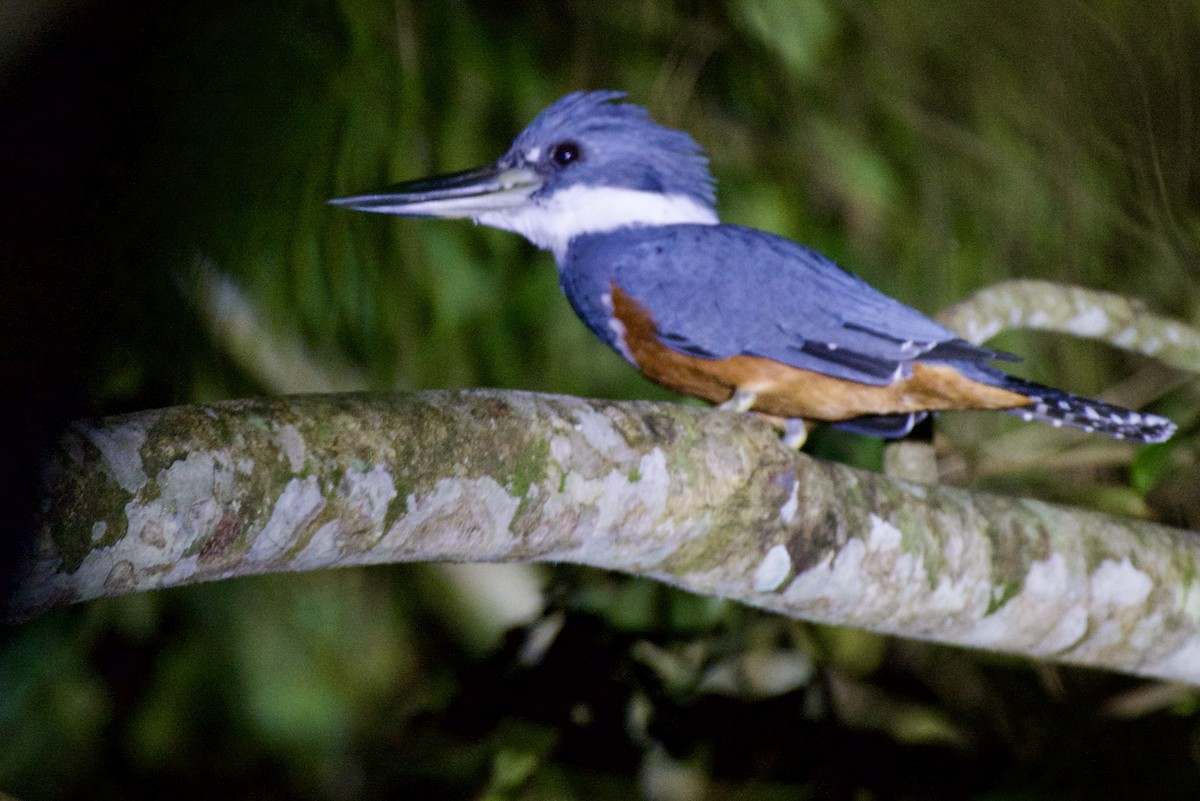 rybařík obojkový - ML644391299