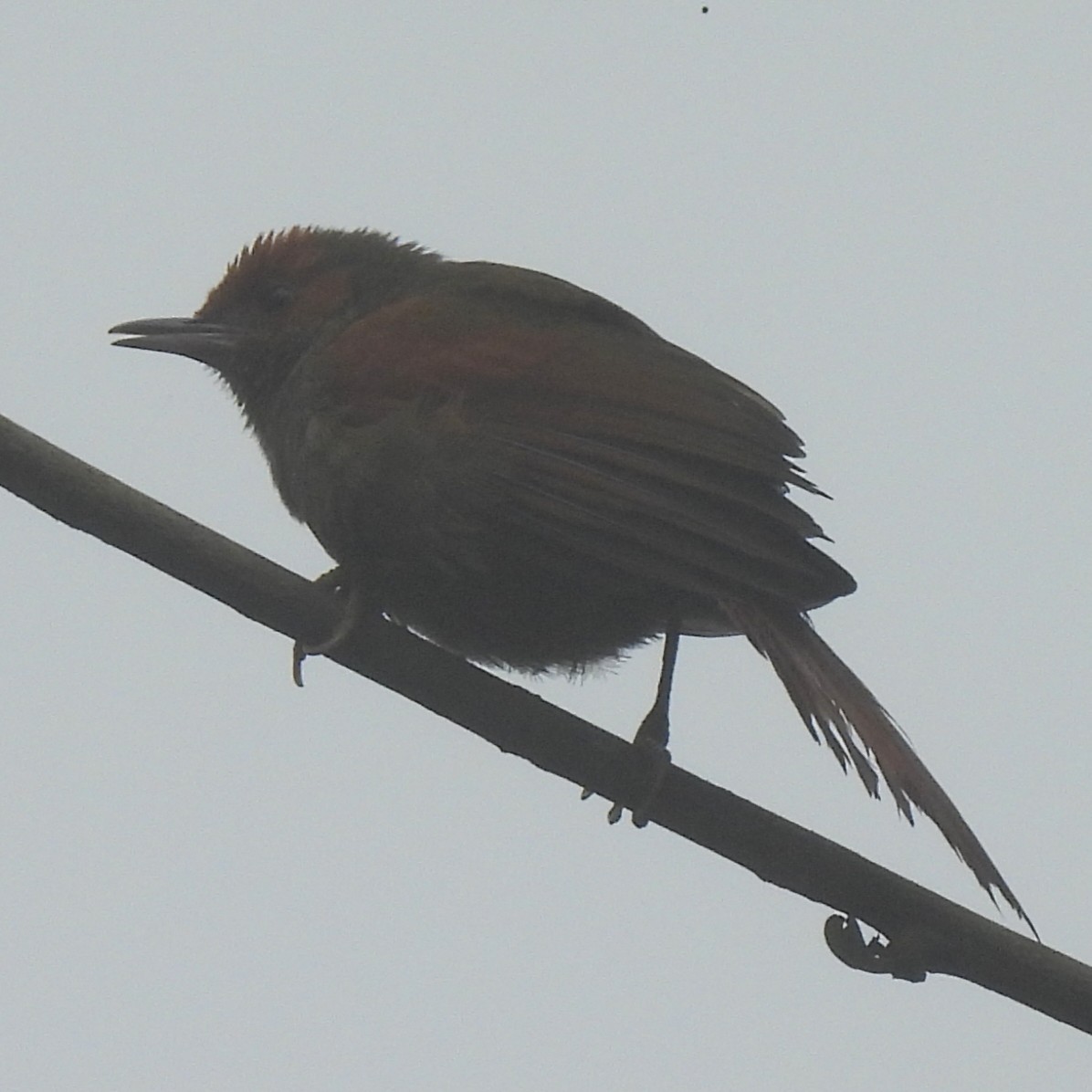 Al Yüzlü Dikenkuyruk - ML644391319