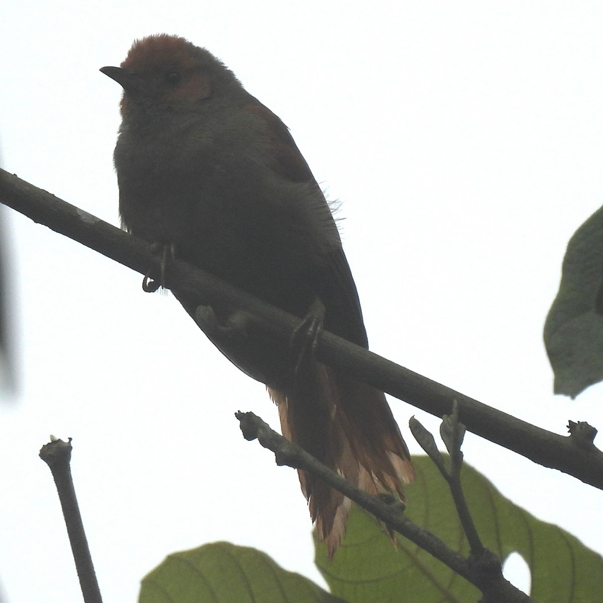 Al Yüzlü Dikenkuyruk - ML644391320