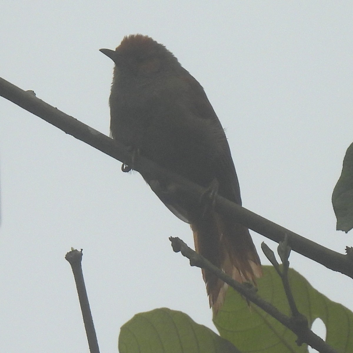 Al Yüzlü Dikenkuyruk - ML644391321