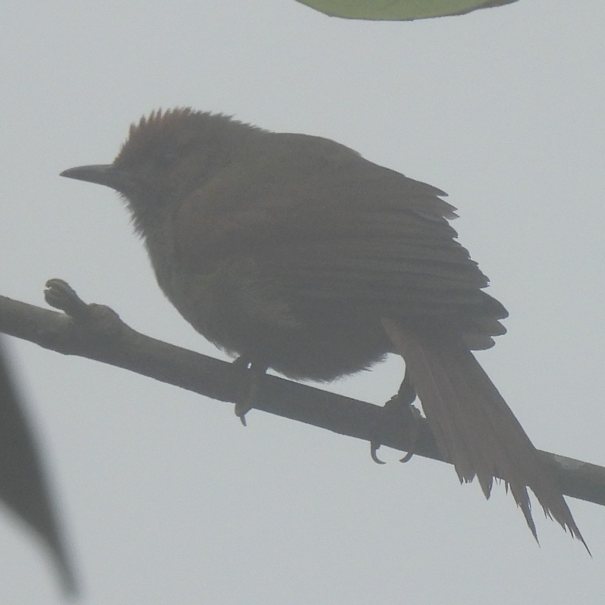 Al Yüzlü Dikenkuyruk - ML644391322