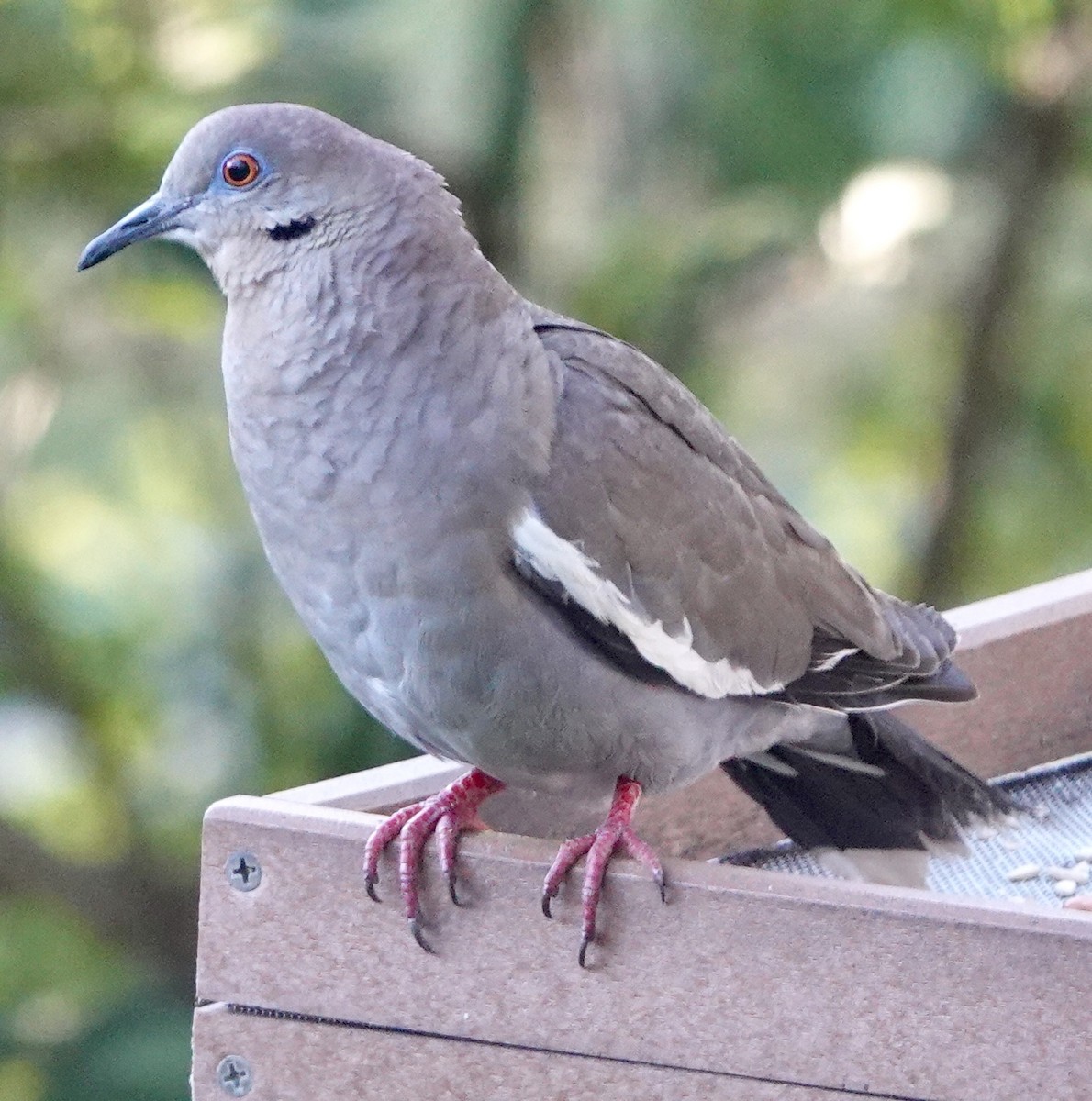White-winged Dove - ML644391328