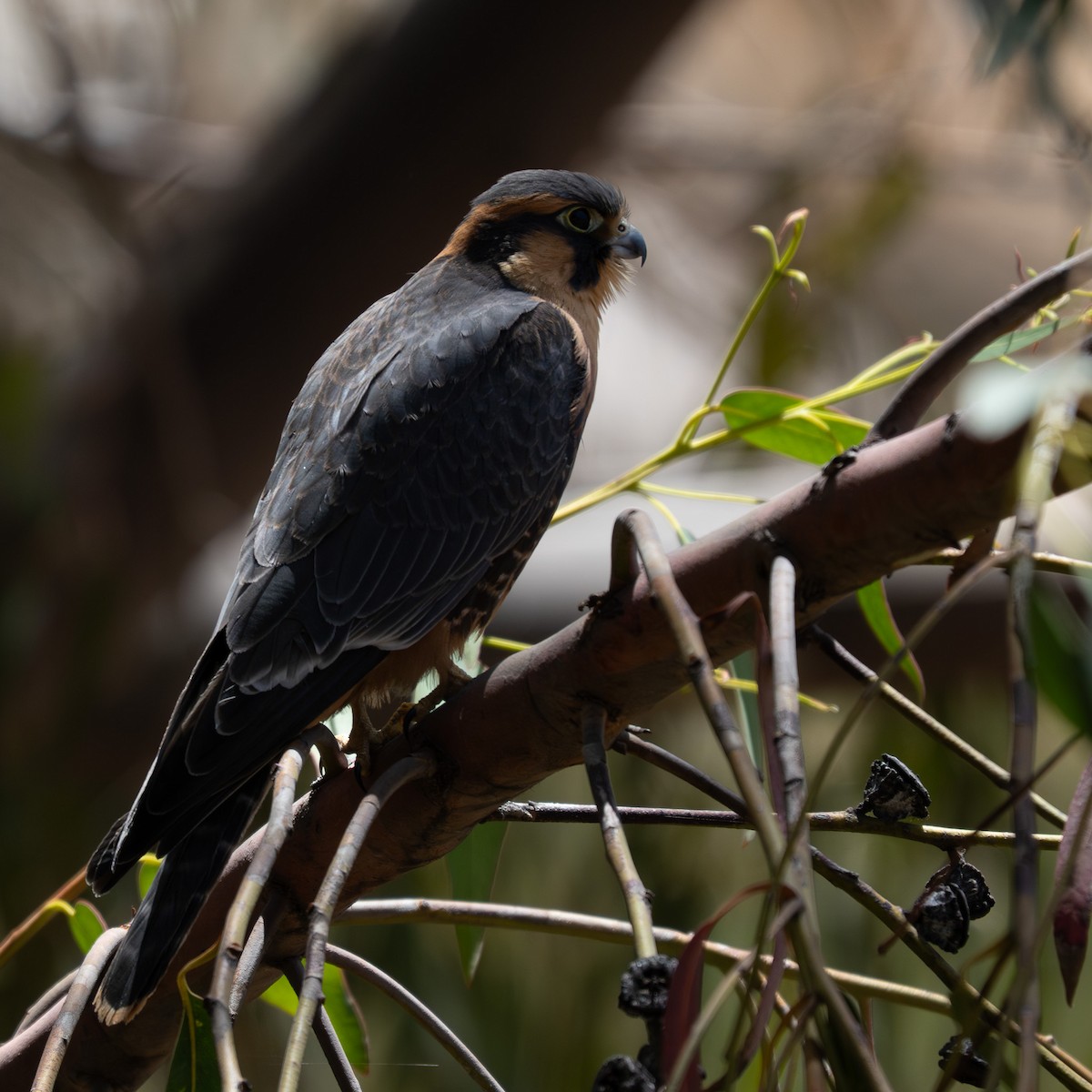 Belatz galtzaduna - ML644391335