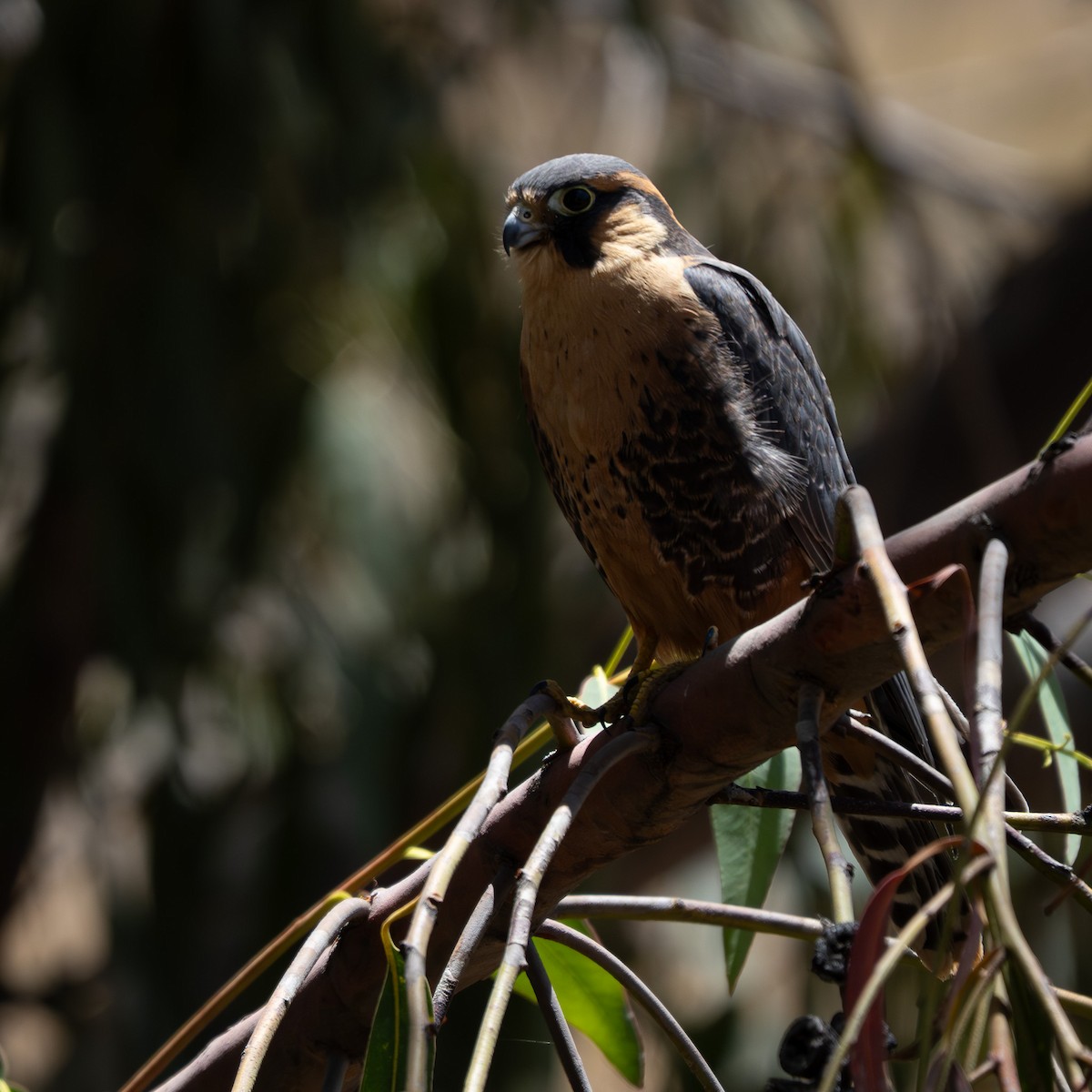 Belatz galtzaduna - ML644391336