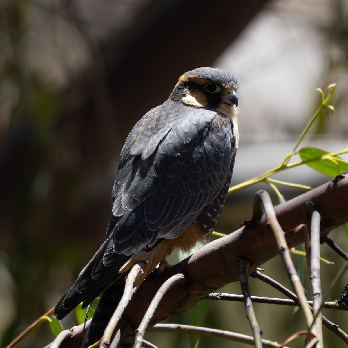 Belatz galtzaduna - ML644391337