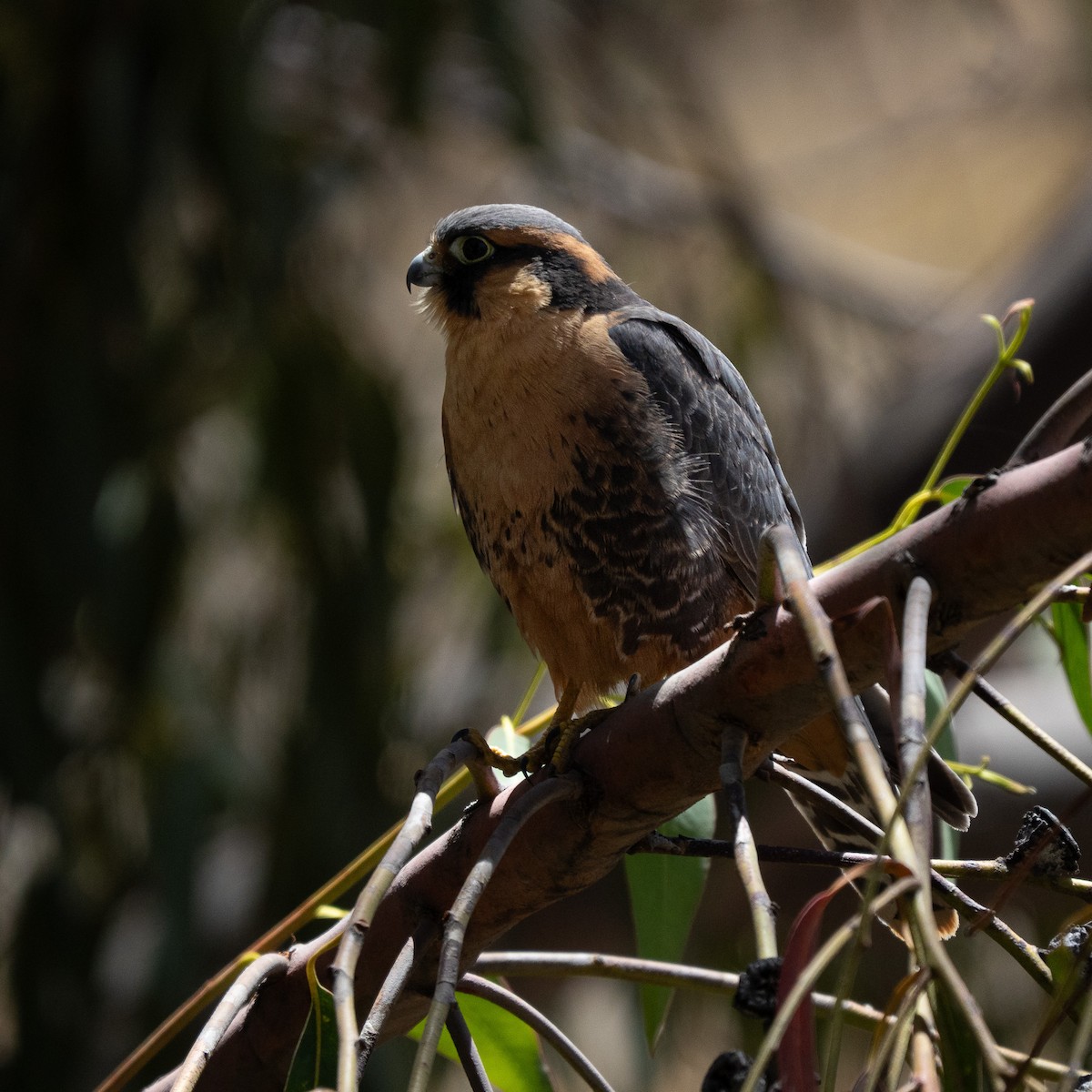 Belatz galtzaduna - ML644391339