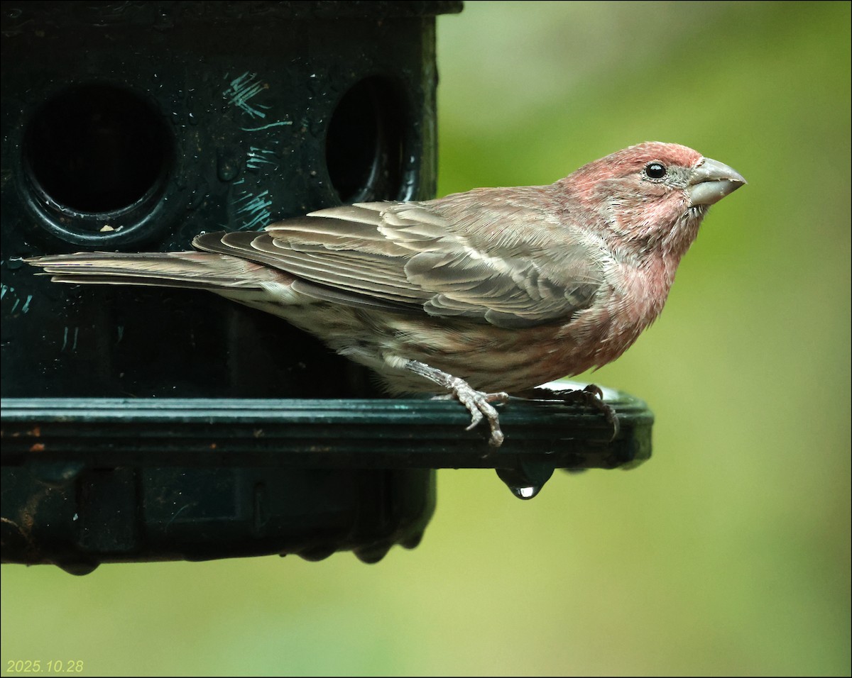 House Finch - ML644391347