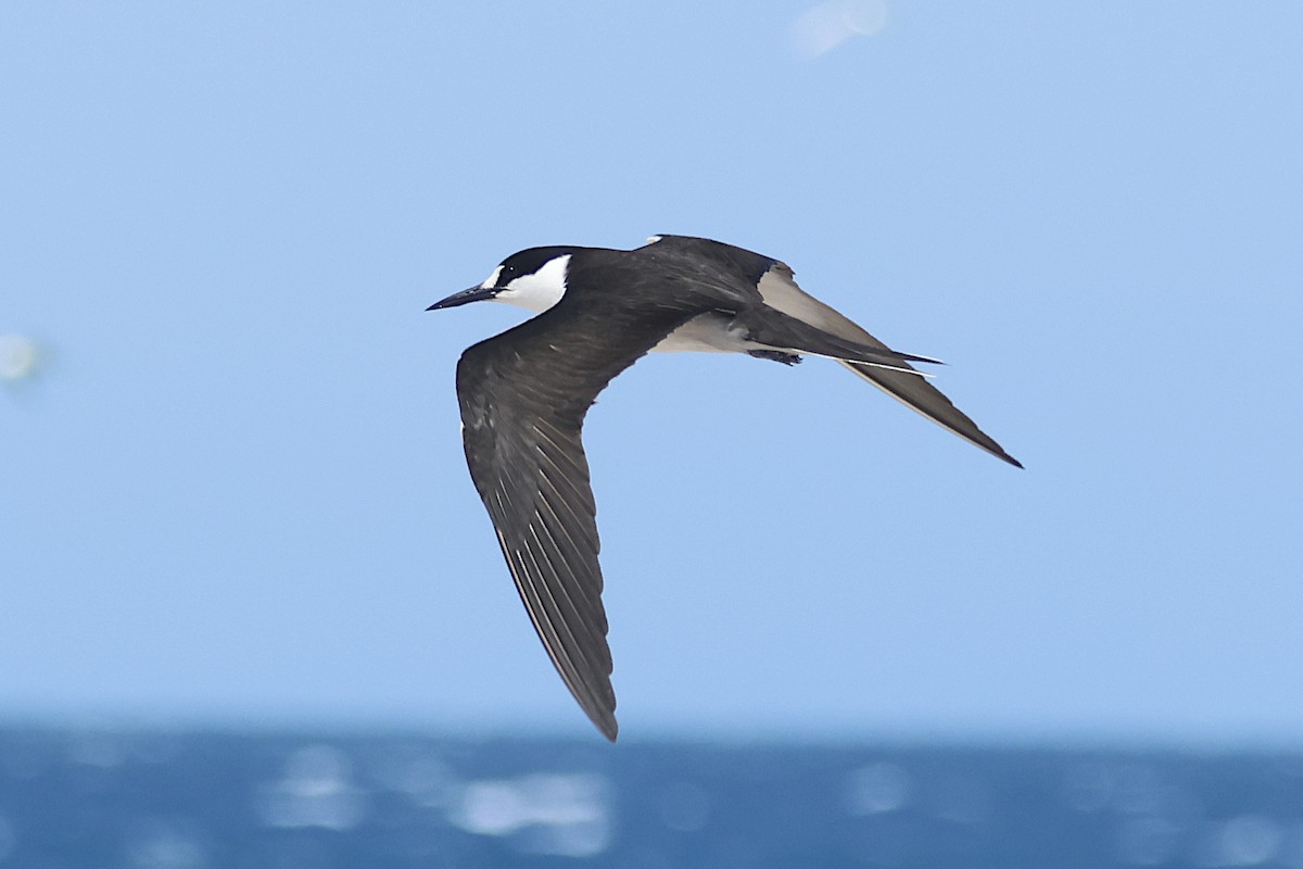 Txenada iluna - ML644391351