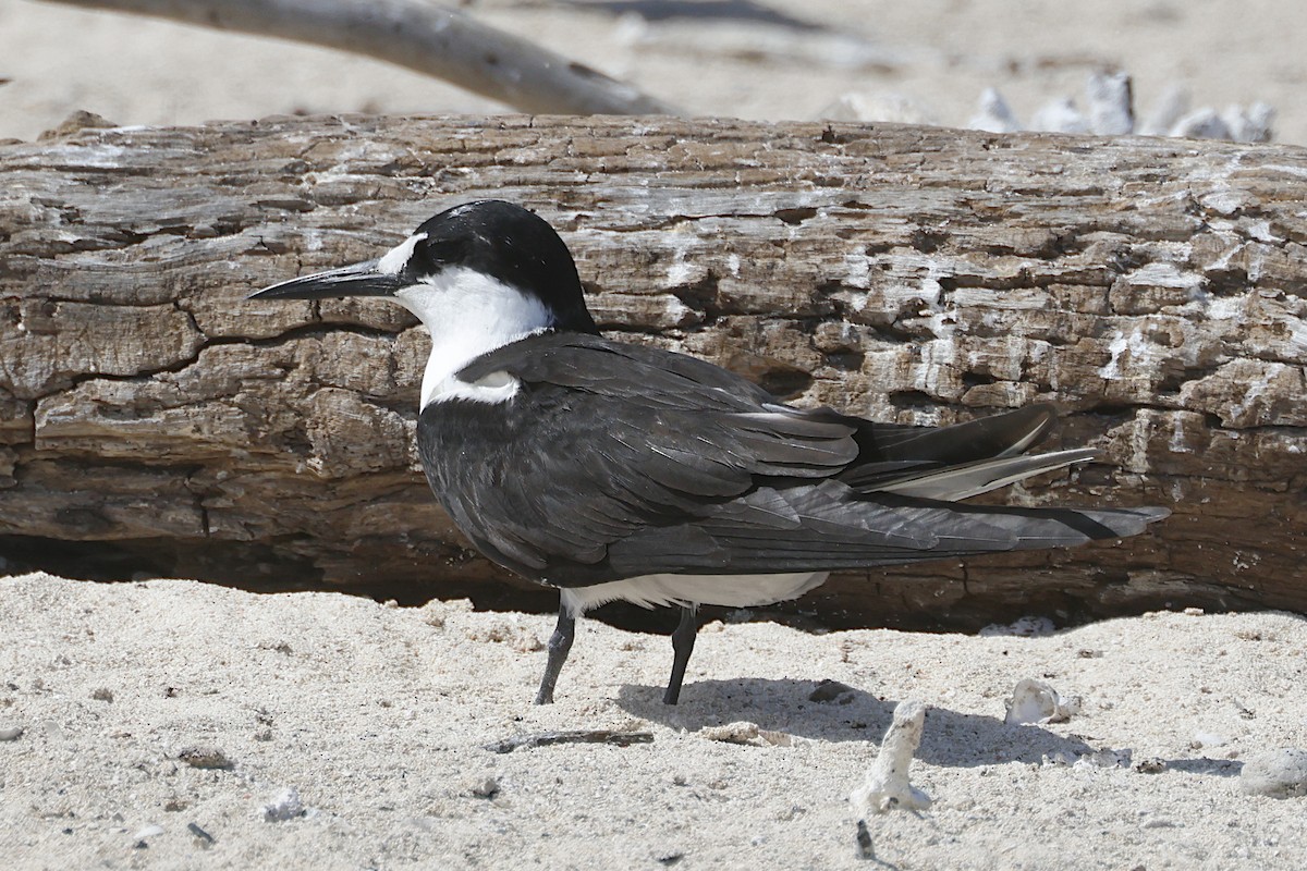 Txenada iluna - ML644391352