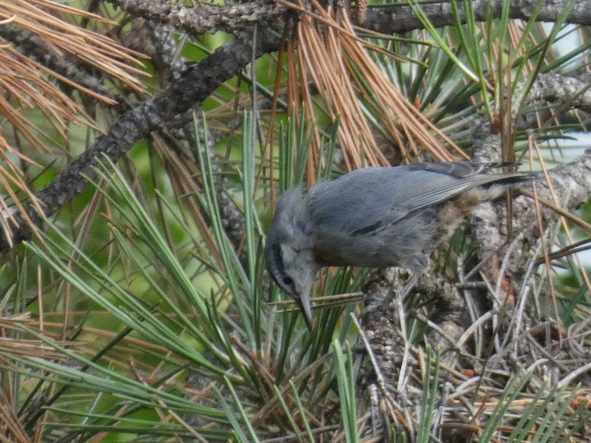 Türkenkleiber - ML644391362