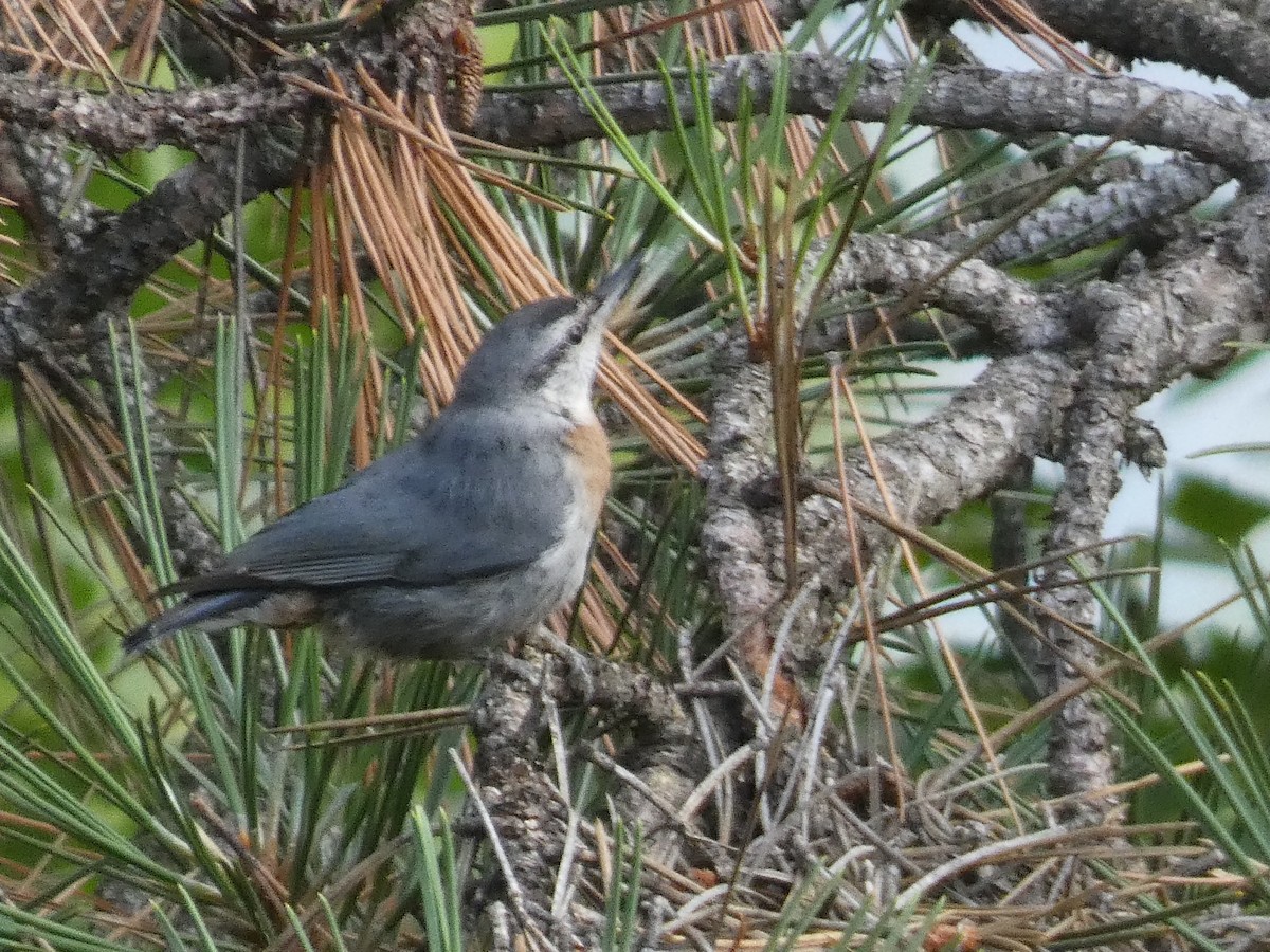 Türkenkleiber - ML644391364