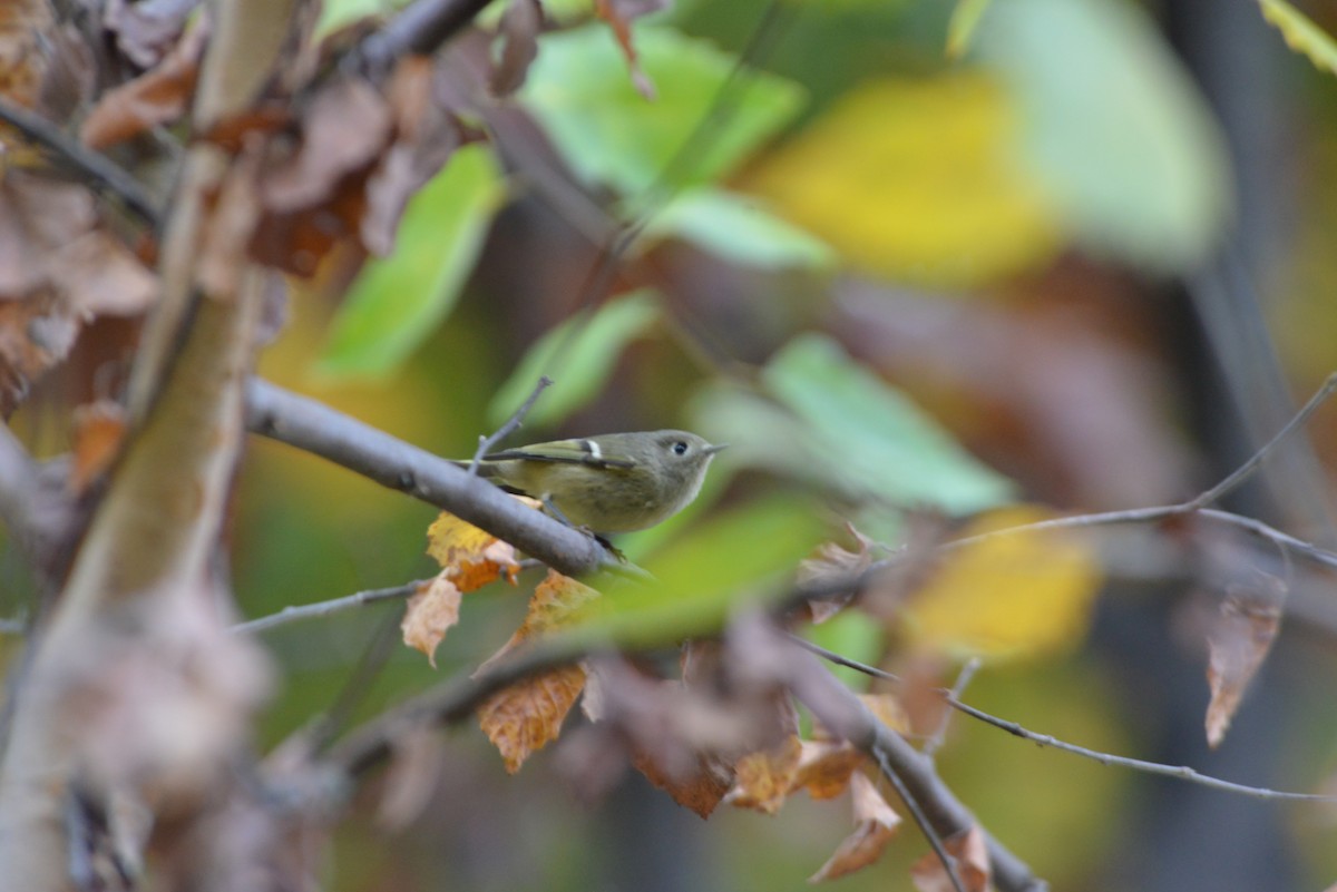 rubinfuglekonge - ML644391365