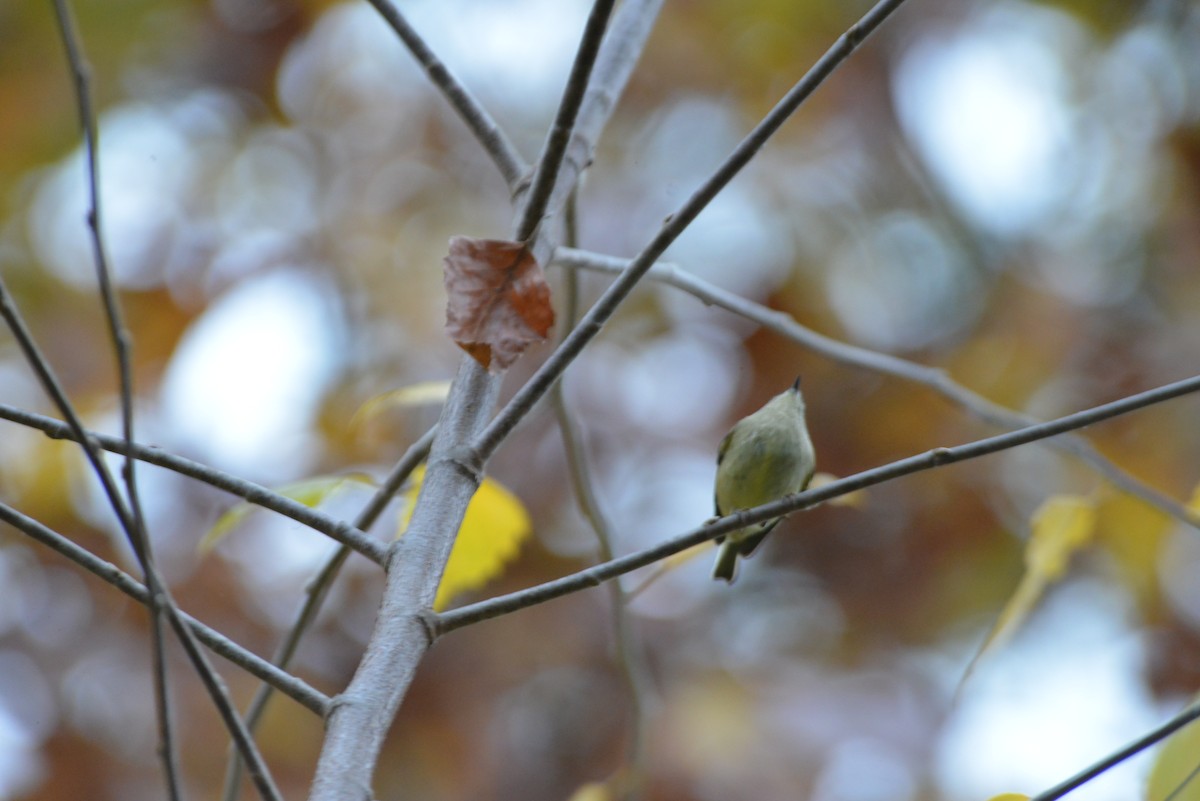 rubinfuglekonge - ML644391366