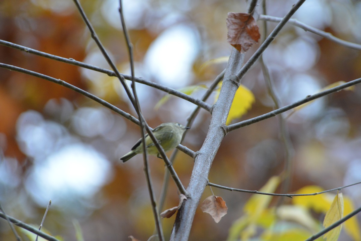 rubinfuglekonge - ML644391367