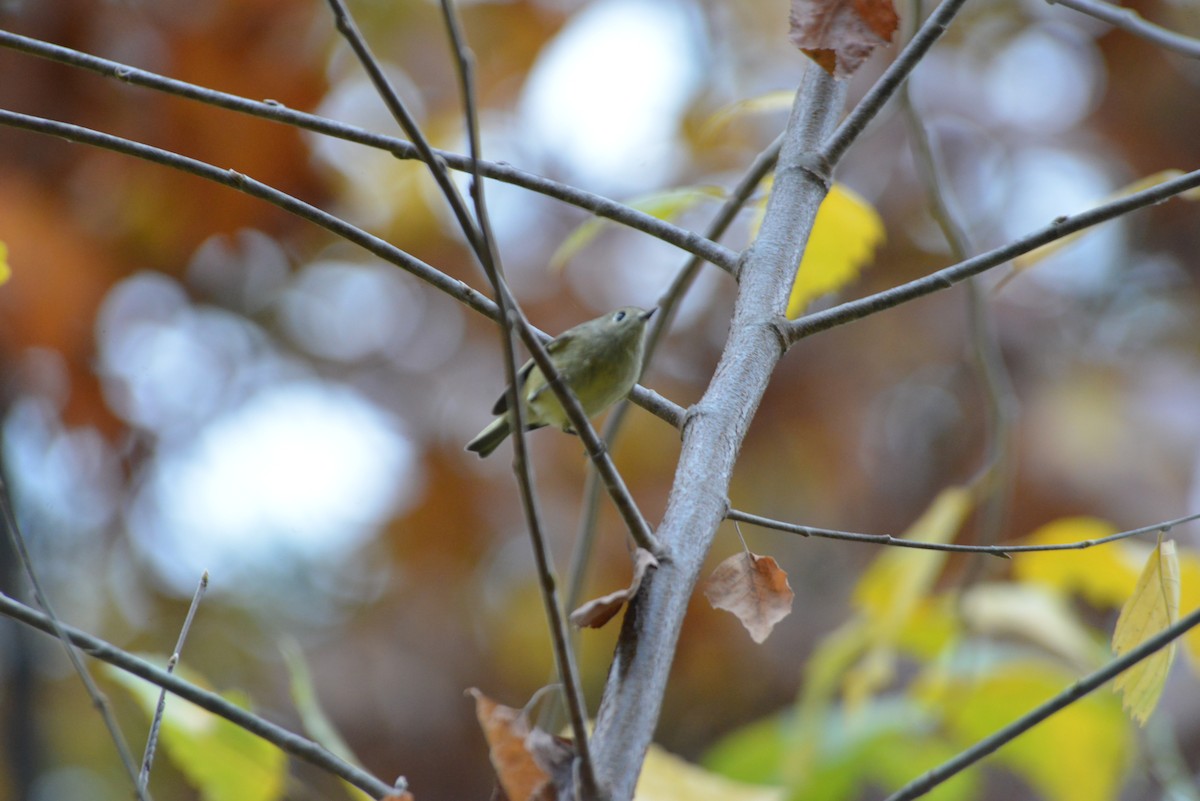 rubinfuglekonge - ML644391369